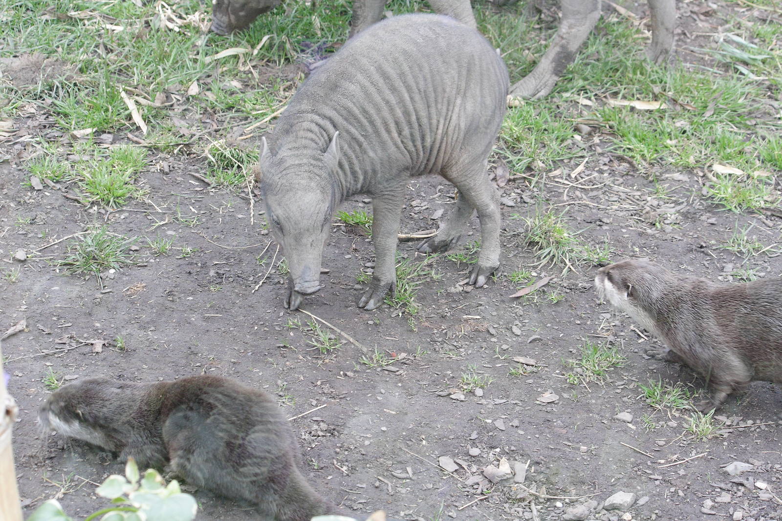 North Sulawesi babirusa/Asian short-clawed otters