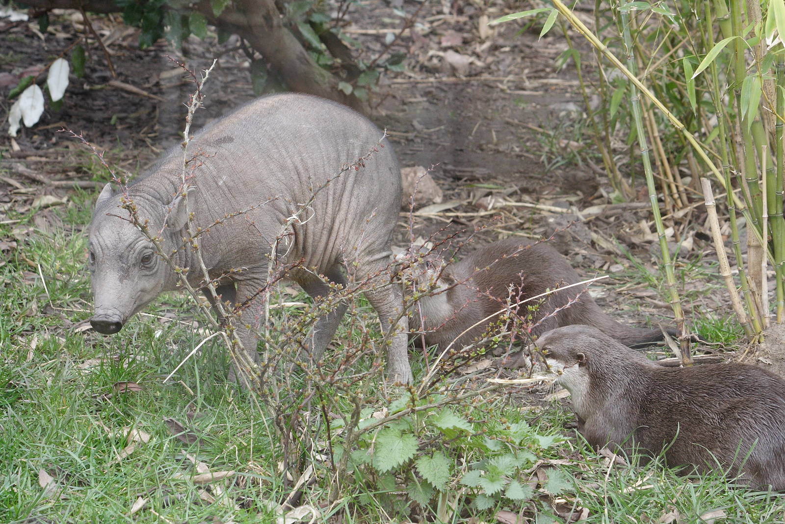 North Sulawesi babirusa/Asian short-clawed otters