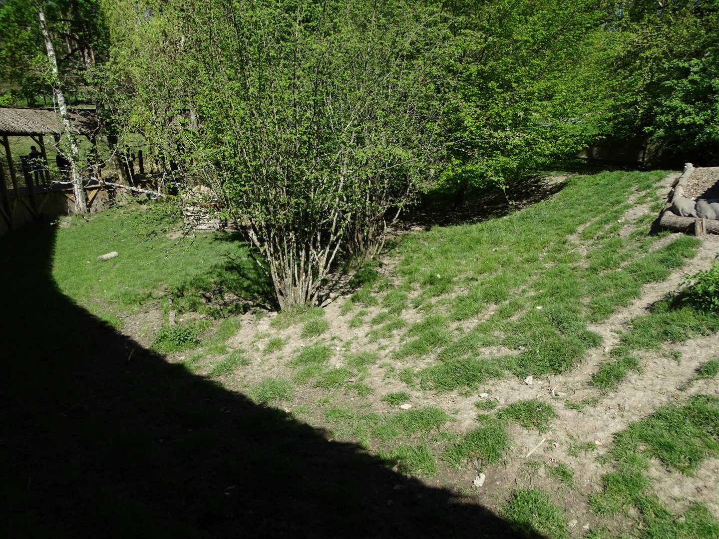 North Sulawesi babirusa (Babyrousa celebensis) exhibit