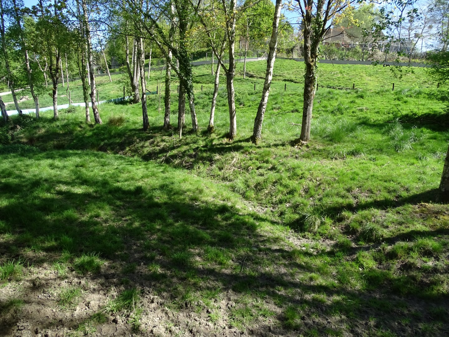 North Sulawesi babirusa (Babyrousa celebensis) exhibit