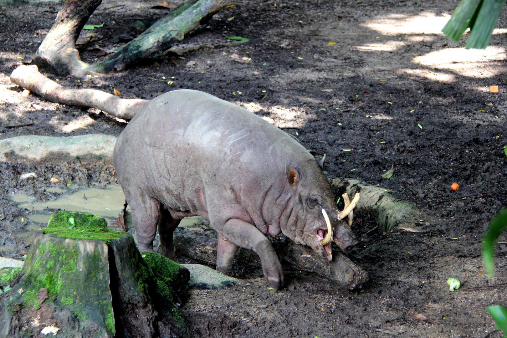 North Sulawesi babirusa (Babyrousa celebensis)