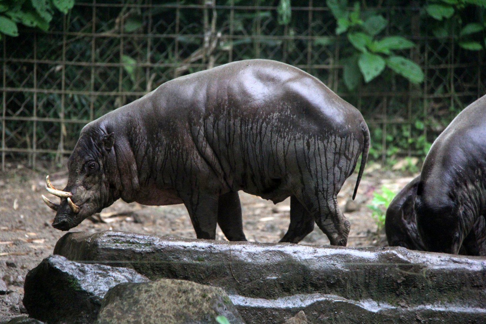 North Sulawesi babirusa (Babyrousa celebensis)