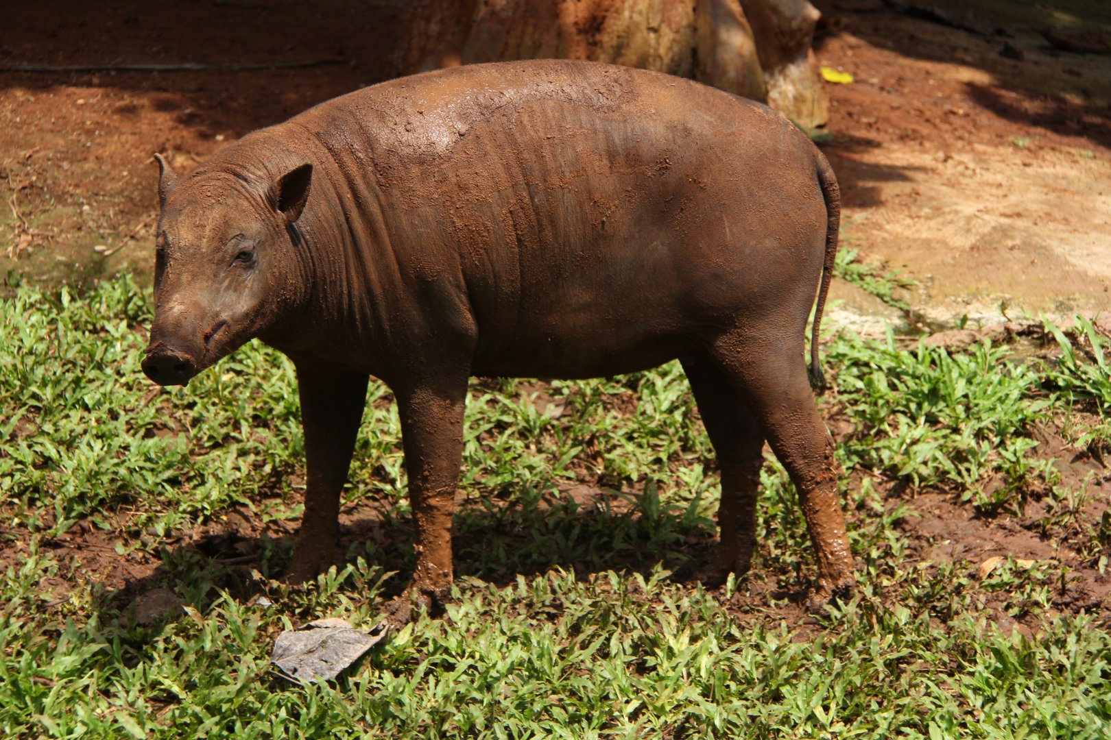 North Sulawesi babirusa (Babyrousa celebensis)
