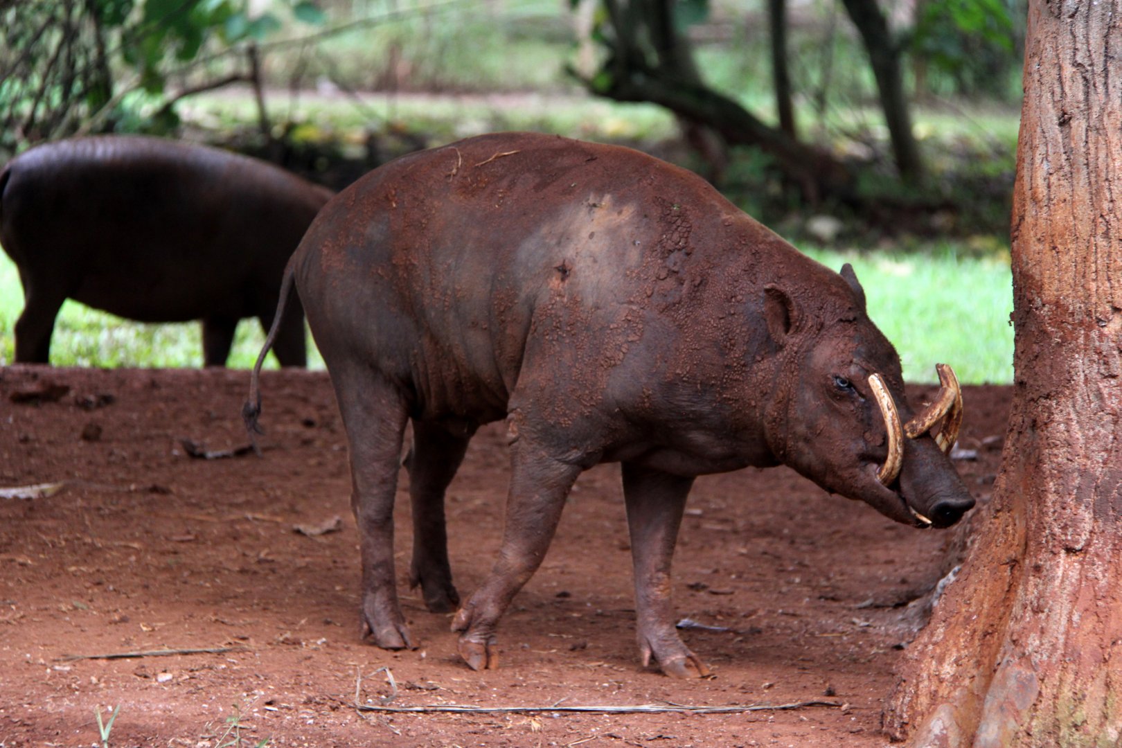 North Sulawesi babirusa (Babyrousa celebensis)