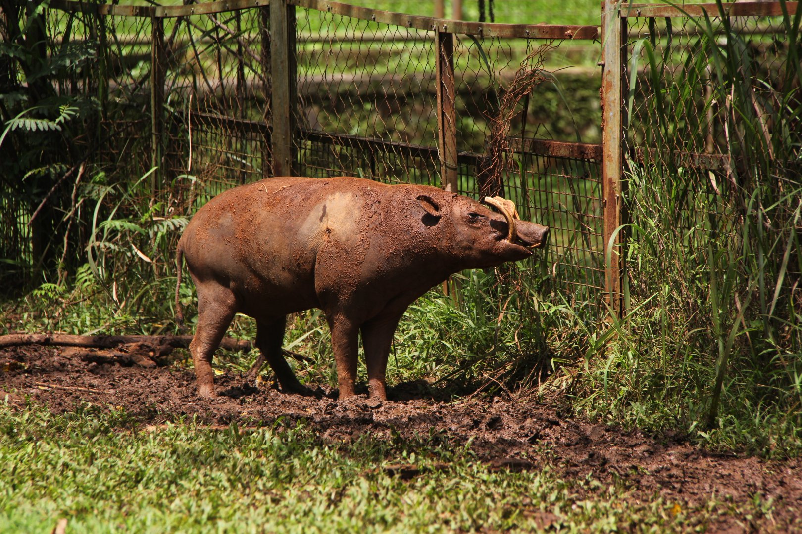 North Sulawesi babirusa (Babyrousa celebensis)