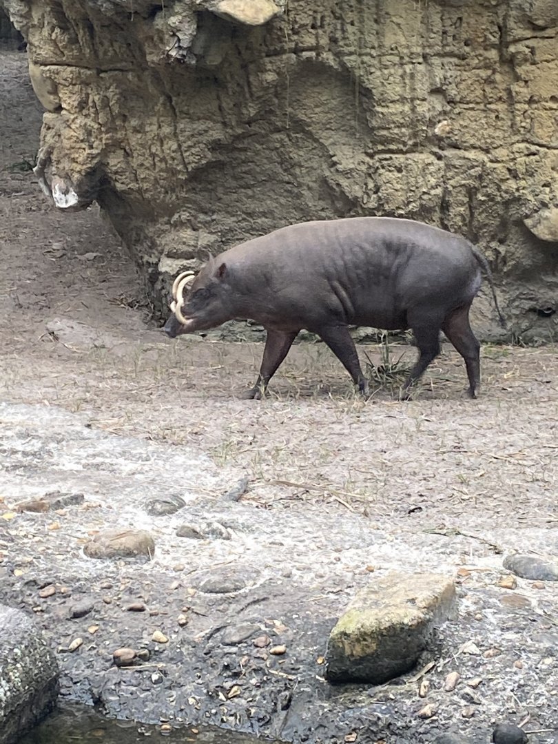 North Sulawesi Babirusa (Babyrousa celebensis)