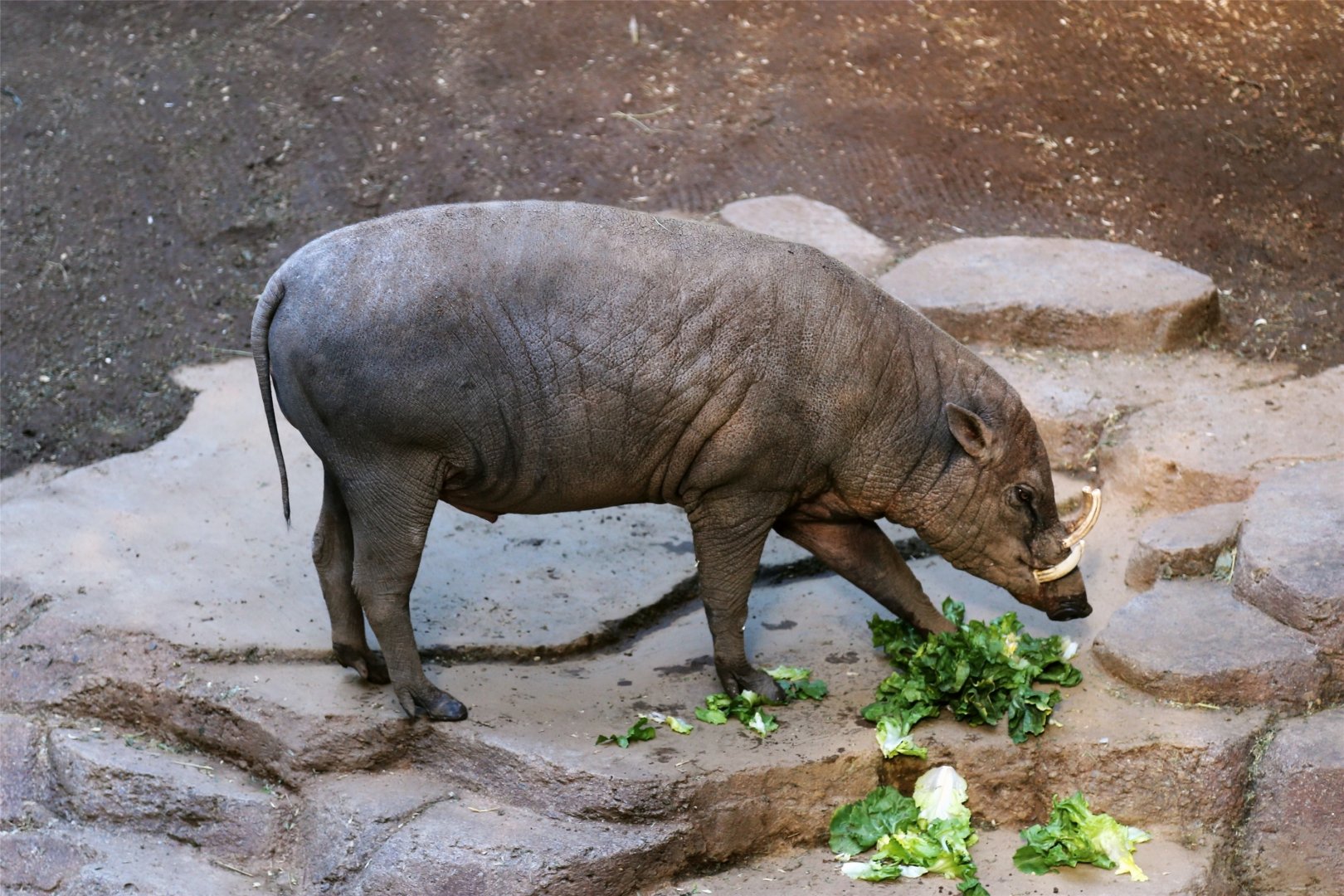 North Sulawesi Babirusa (Babyrousa celebensis)