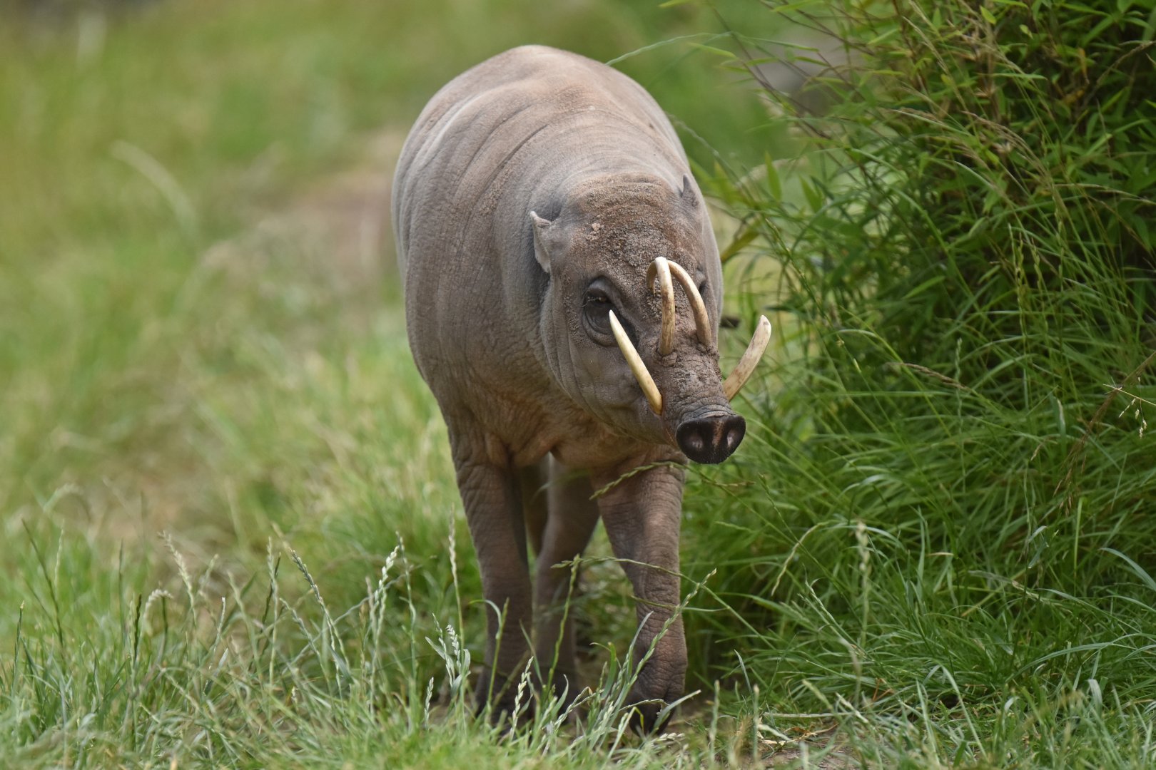 North Sulawesi babirusa (Babyrousa celebensis)
