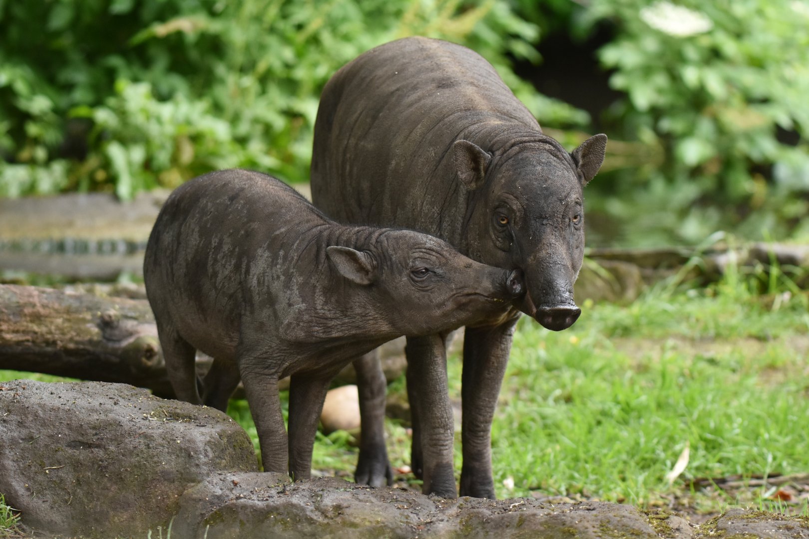 North Sulawesi babirusa (Babyrousa celebensis)