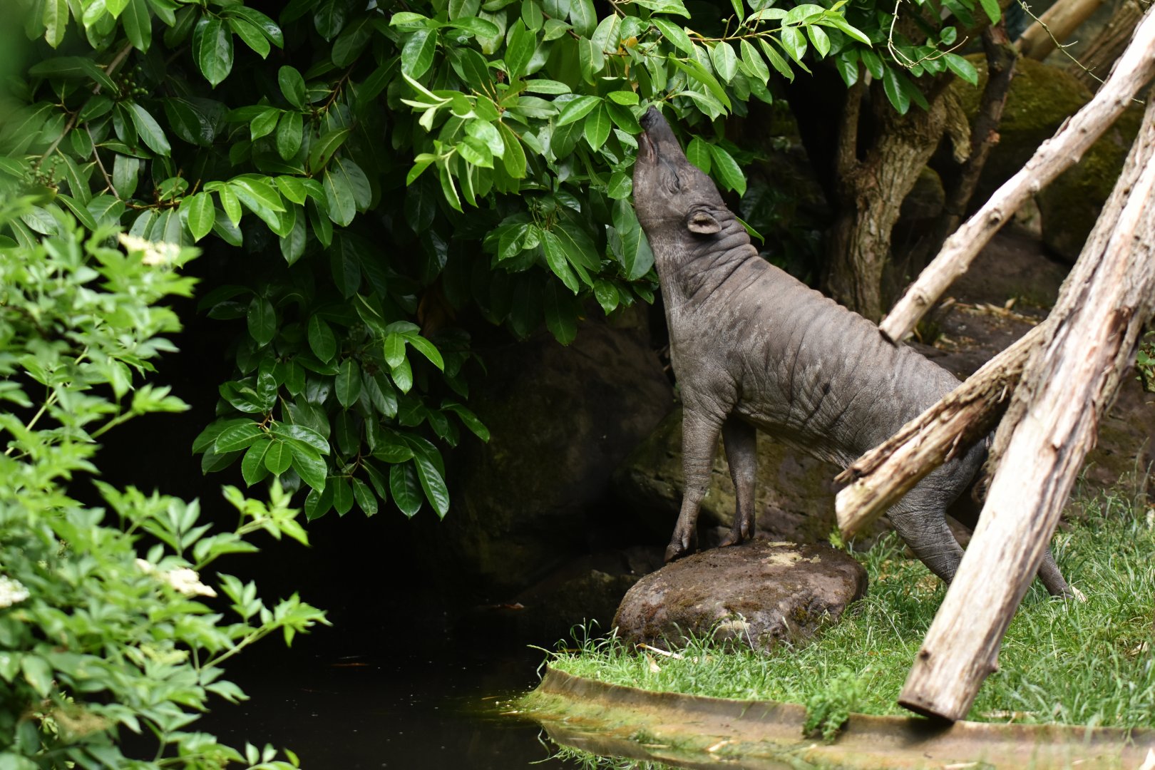 North Sulawesi babirusa (Babyrousa celebensis)