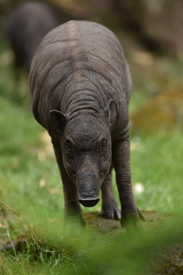 North Sulawesi babirusa (Babyrousa celebensis)