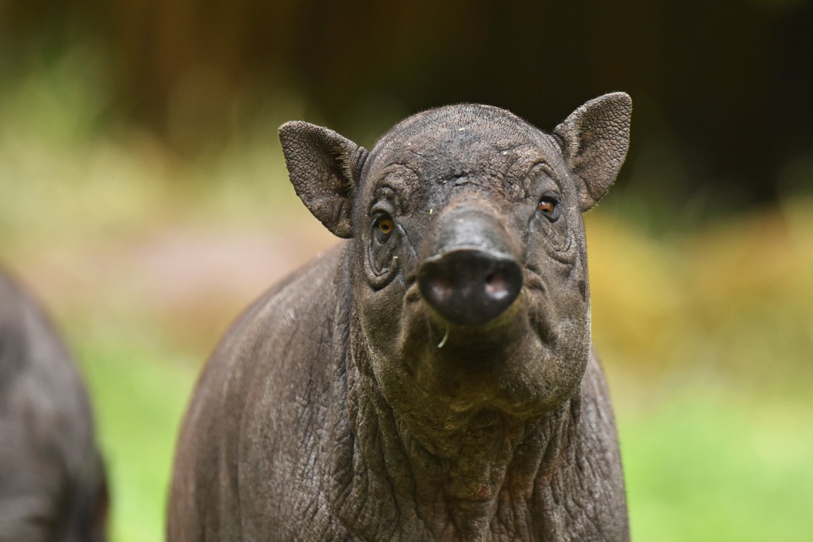 North Sulawesi babirusa (Babyrousa celebensis)