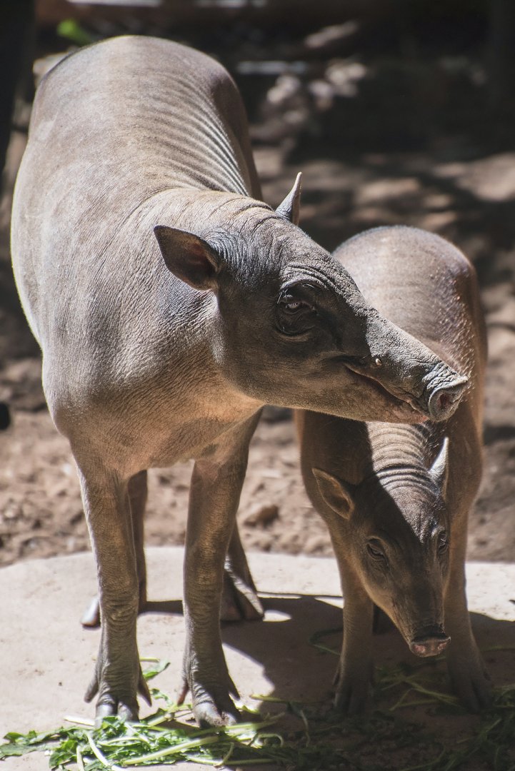 North Sulawesi babirusa (Babyrousa celebensis)