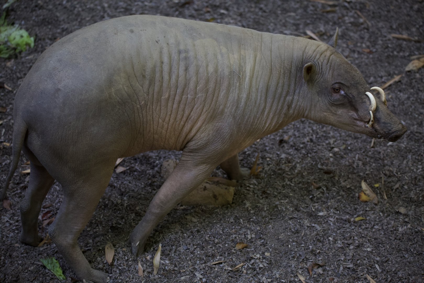 North Sulawesi babirusa/ Babyrousa celebensis