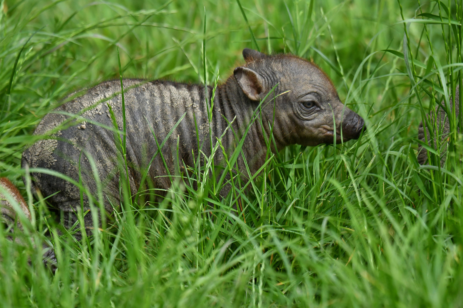 North Sulawesi babirusa (Babyrousa celebensis)
