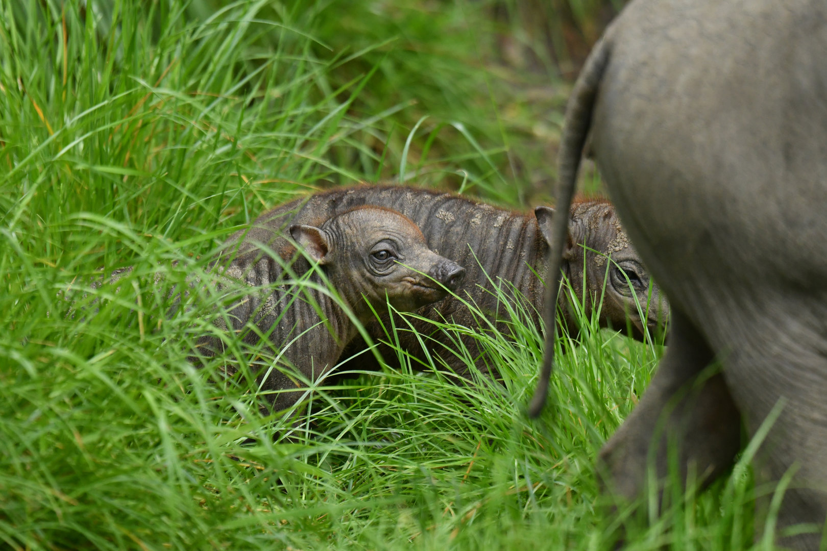 North Sulawesi babirusa (Babyrousa celebensis)
