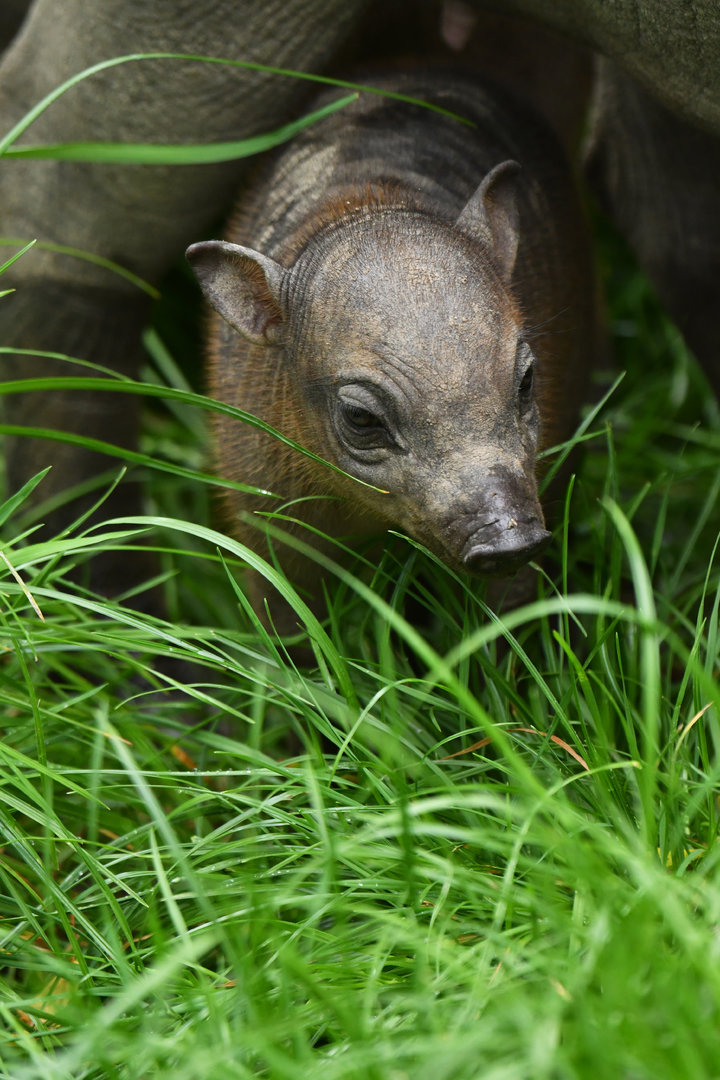 North Sulawesi babirusa (Babyrousa celebensis)