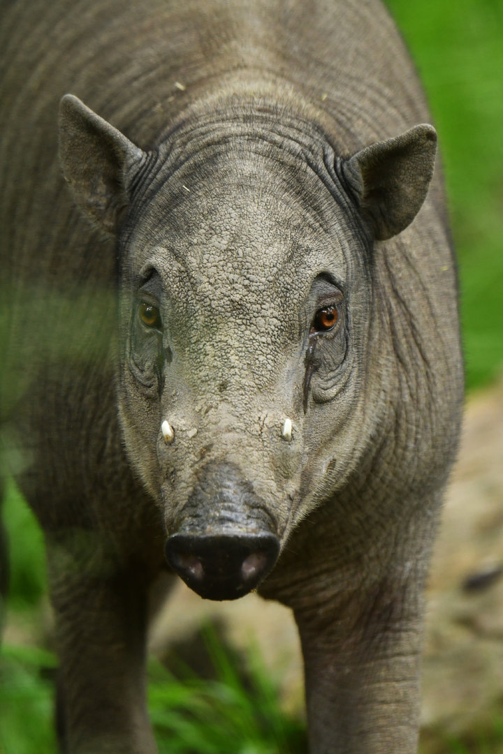 North Sulawesi babirusa (Babyrousa celebensis)