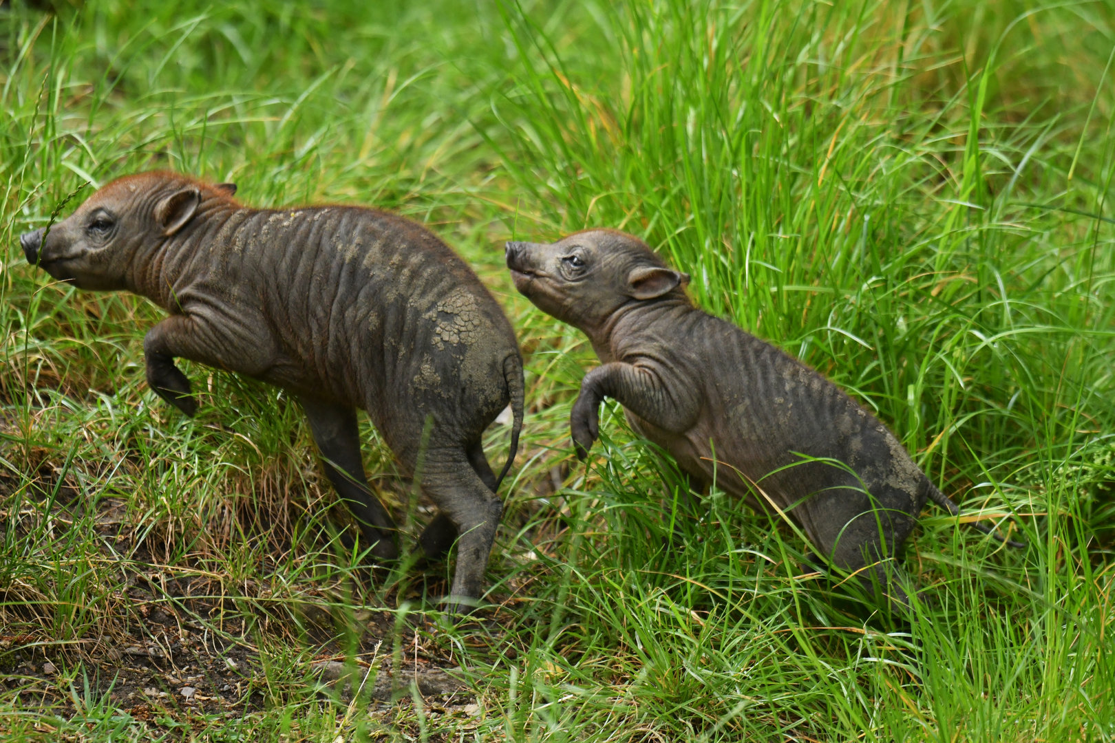 North Sulawesi babirusa (Babyrousa celebensis)