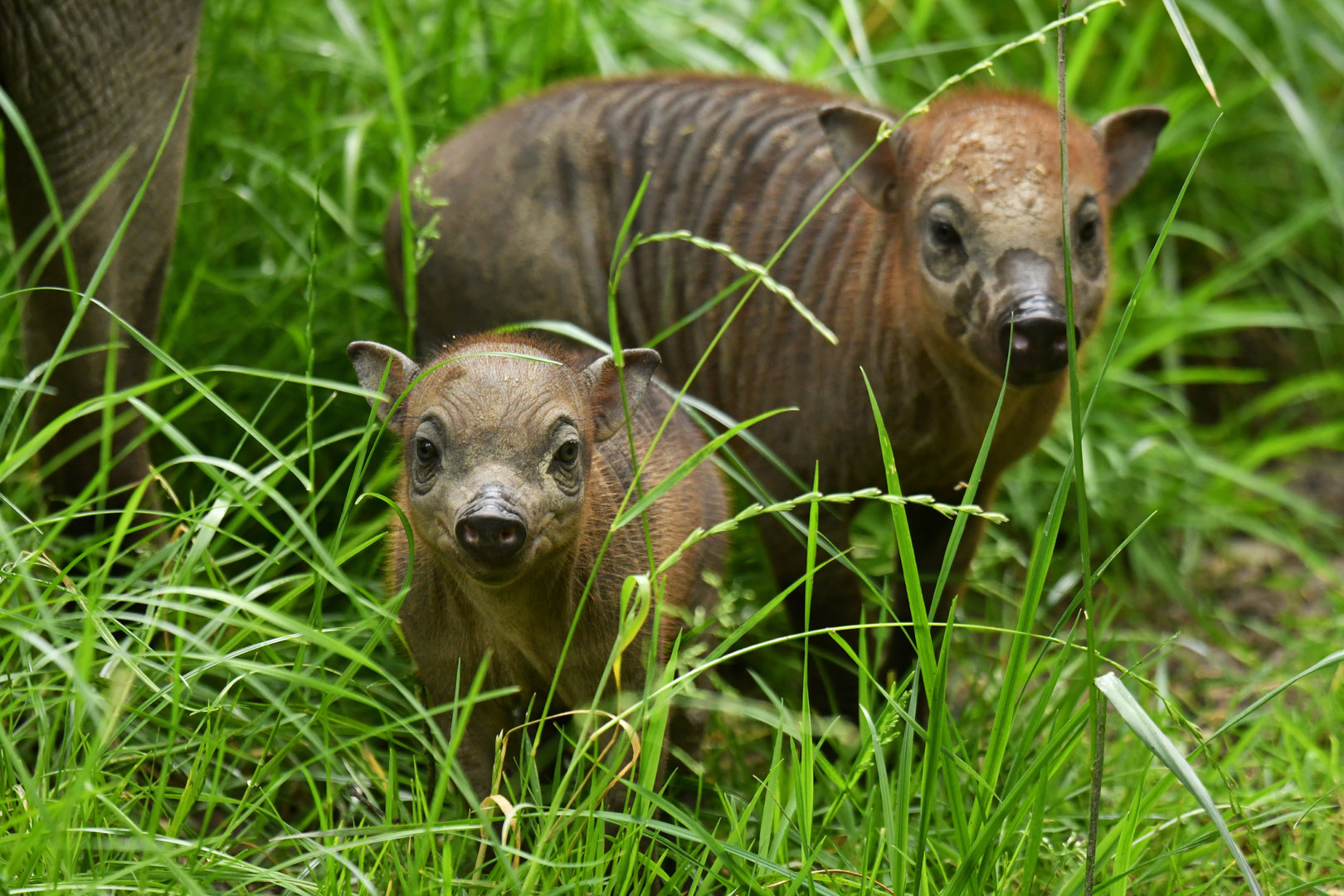 North Sulawesi babirusa (Babyrousa celebensis)
