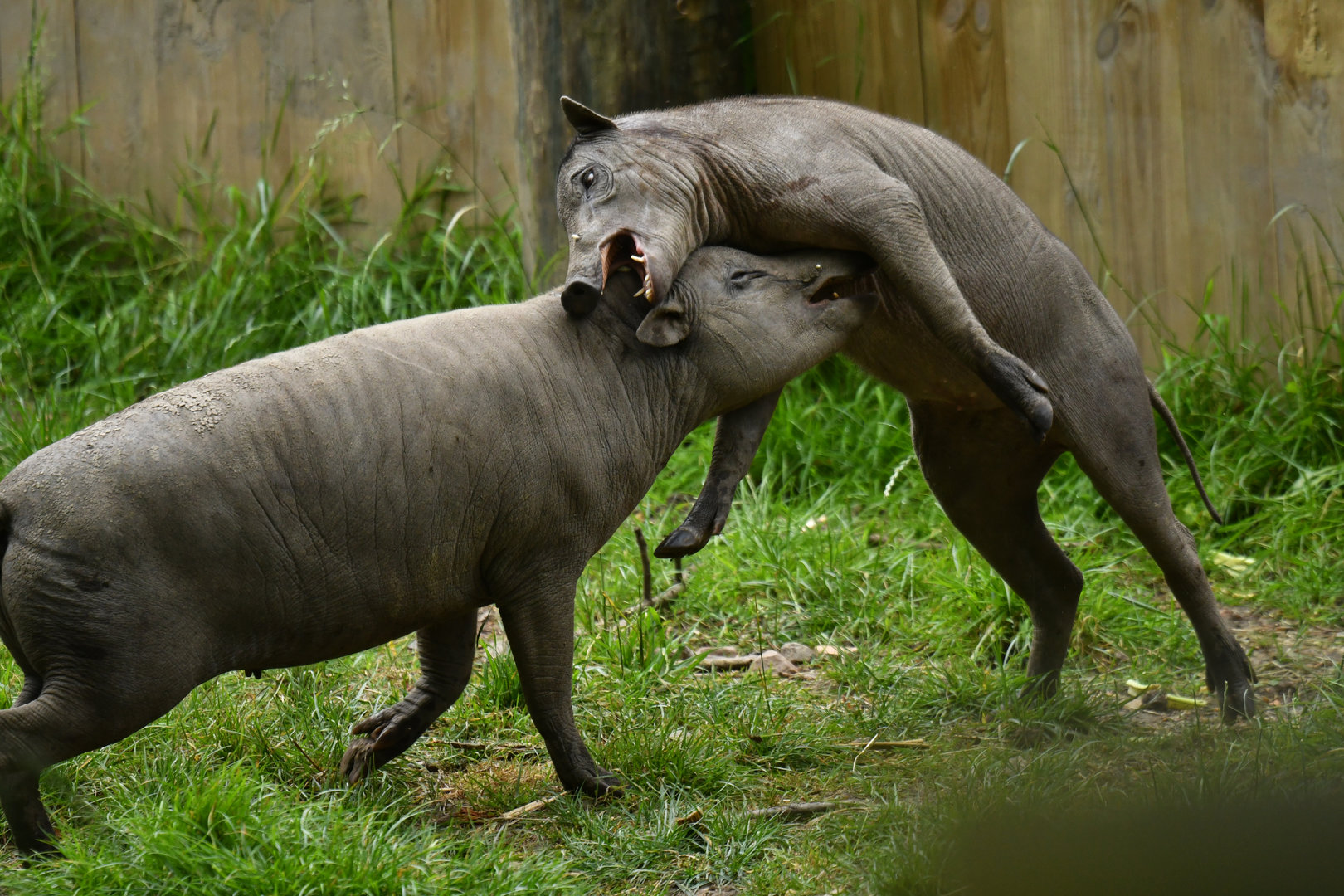 North Sulawesi babirusa (Babyrousa celebensis)