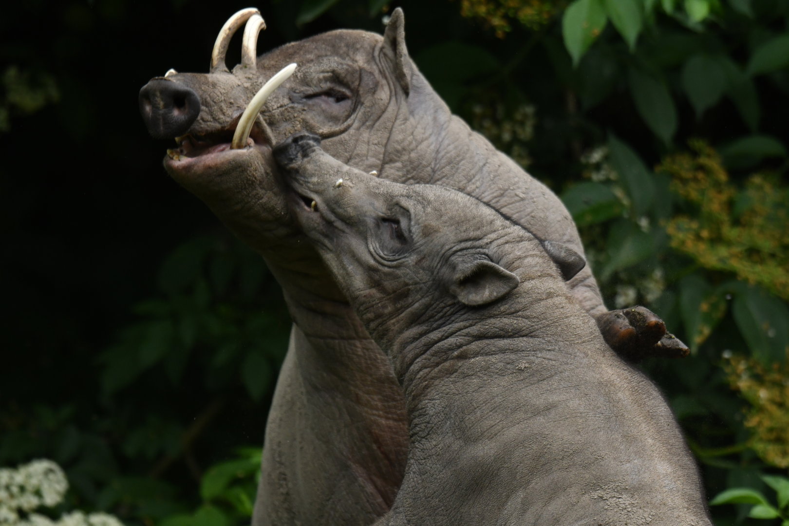 North Sulawesi babirusa (Babyrousa celebensis)