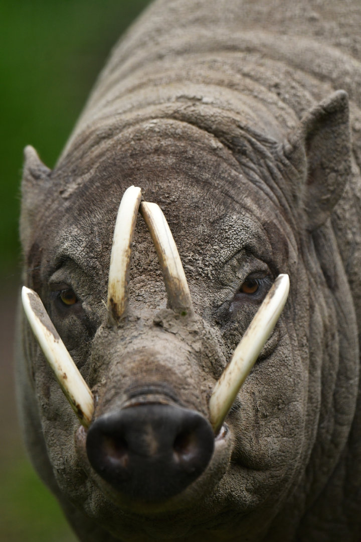North Sulawesi babirusa (Babyrousa celebensis)