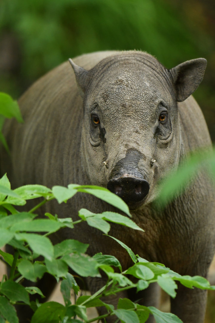 North Sulawesi babirusa (Babyrousa celebensis)