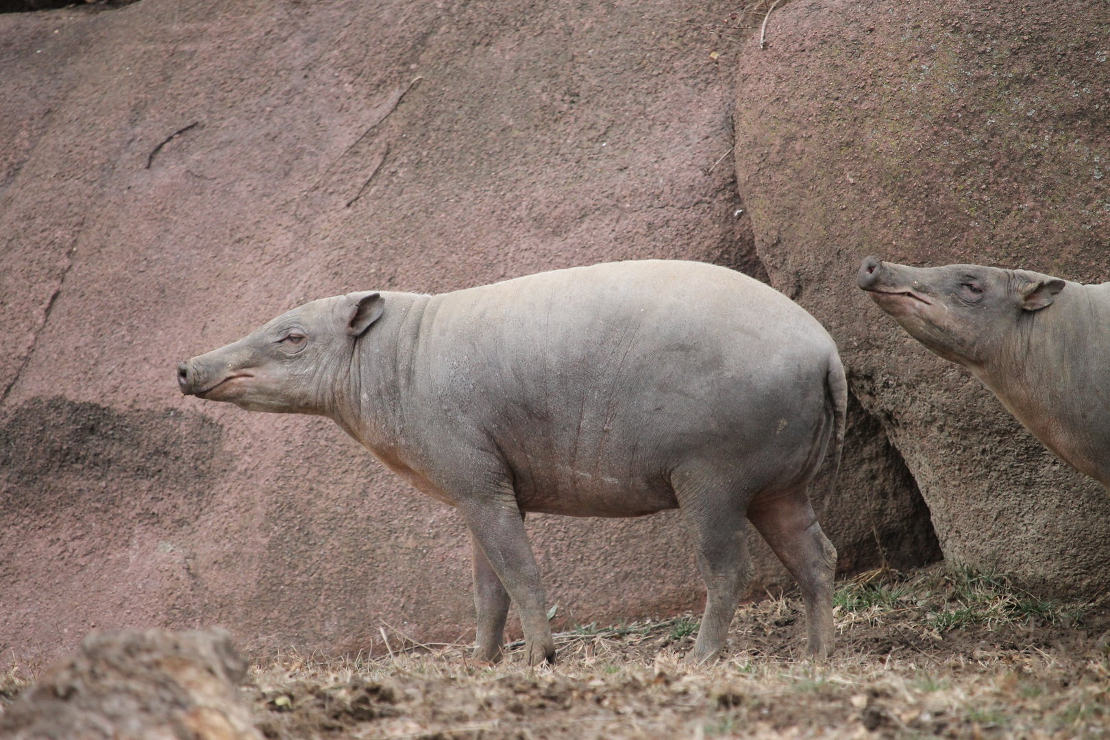 North Sulawesi babirusa (Babyrousa celebensis)
