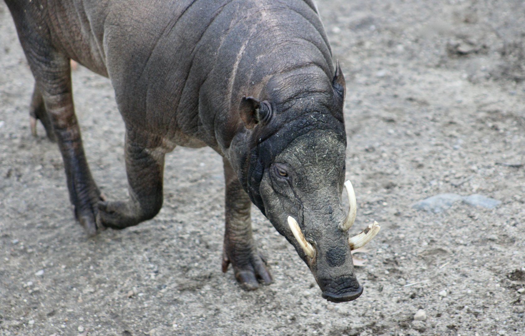 North Sulawesi Babirusa (Babyrousa celebensis)