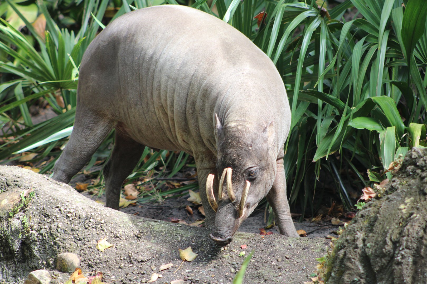 North Sulawesi Babirusa (Babyrousa celebensis)