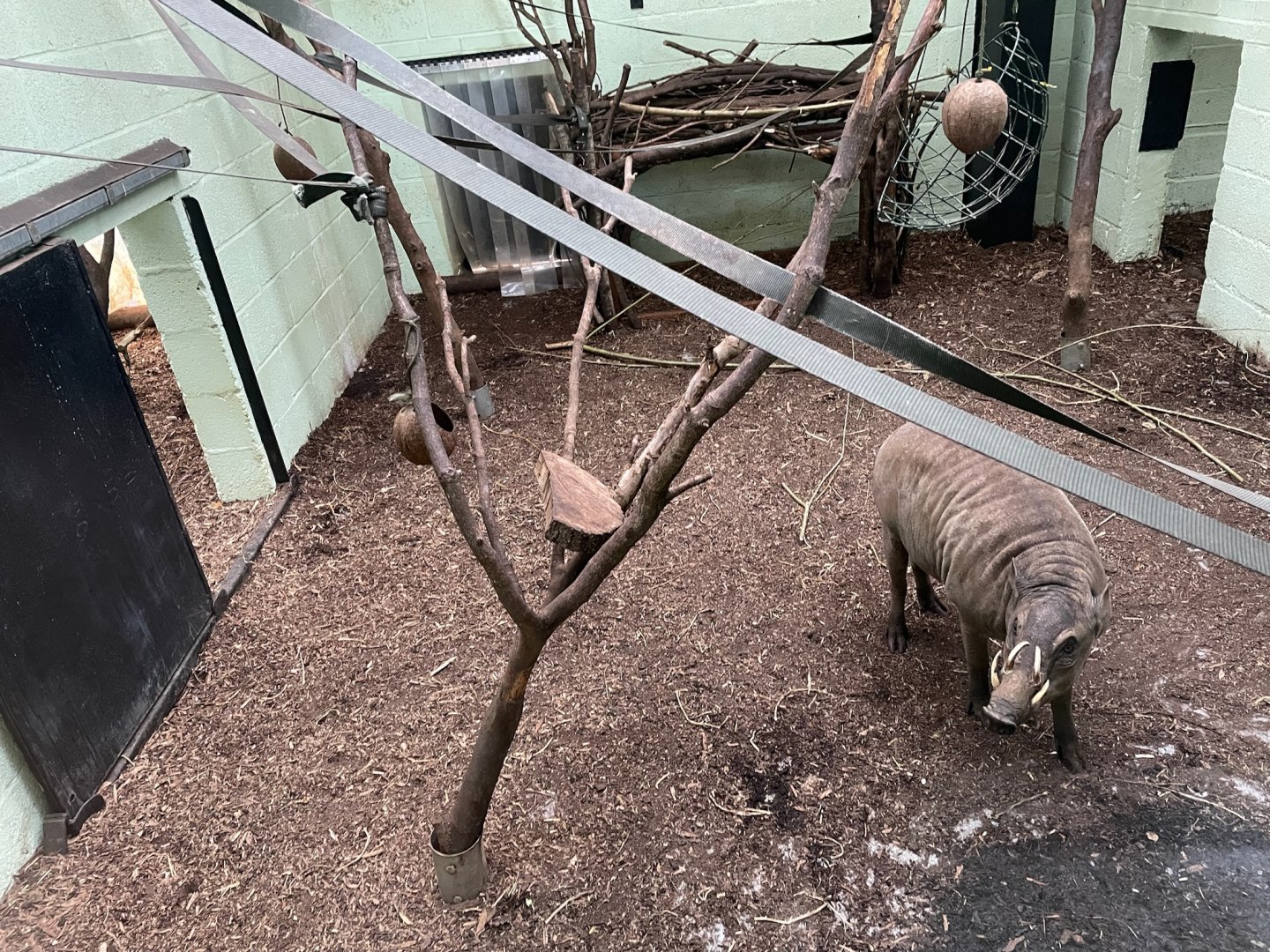 North Sulawesi Babirusa, (Babyrousa celebensis)