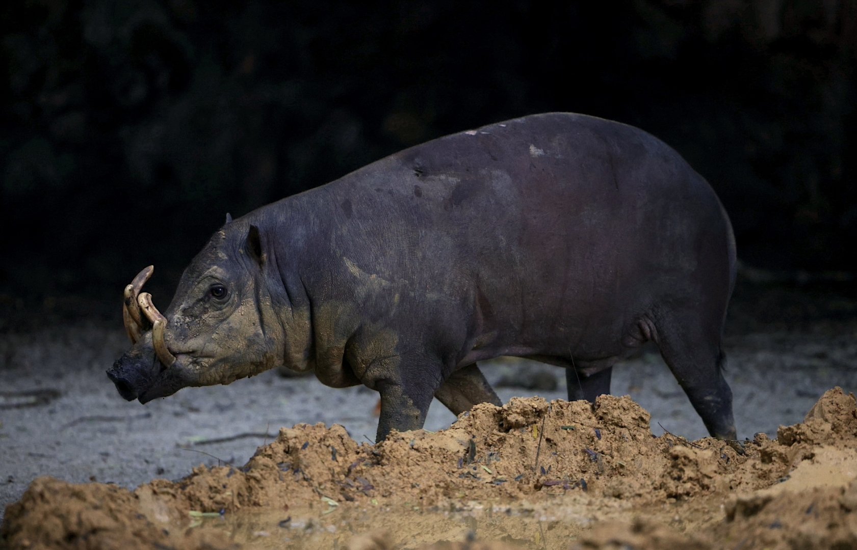 North Sulawesi Babirusa (Babyrousa celebensis)