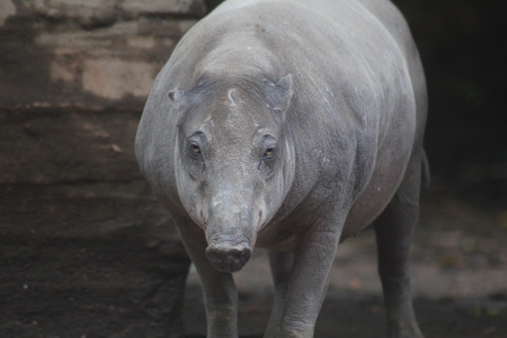 North Sulawesi babirusa (Babyrousa celebensis)
