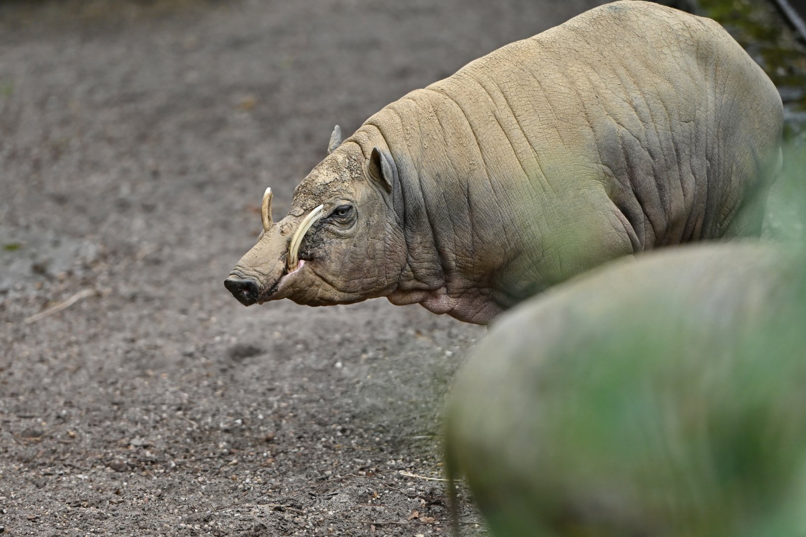 North Sulawesi babirusa (Babyrousa celebensis)