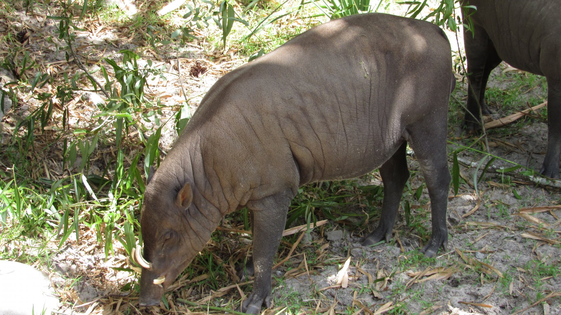 North Sulawesi Babirusa Boar