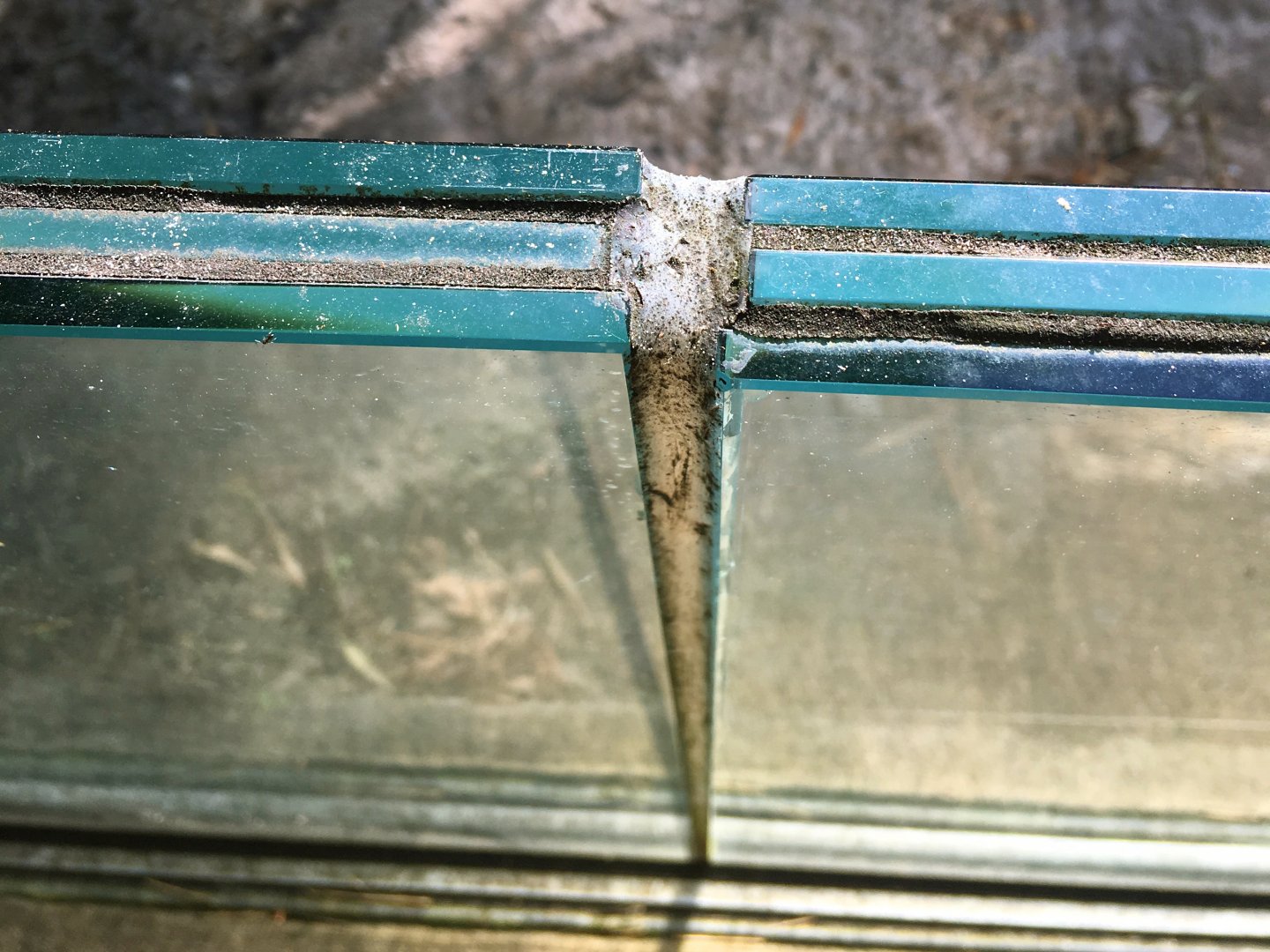 North Sulawesi Babirusa Exhibit Glass Thickness