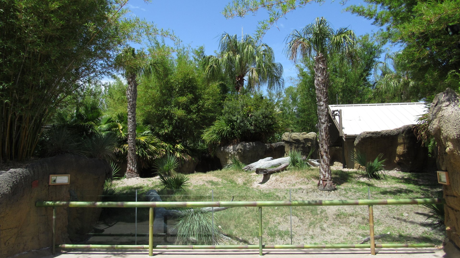 North Sulawesi Babirusa Exhibit