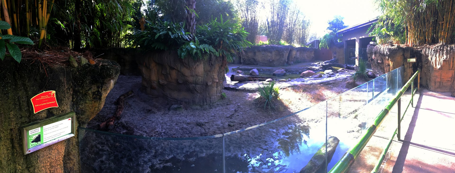 North Sulawesi Babirusa Exhibit