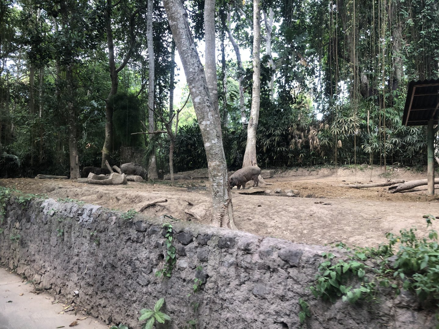 North Sulawesi Babirusa Exhibit