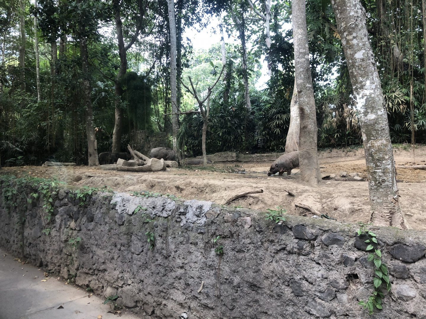 North Sulawesi Babirusa Exhibit