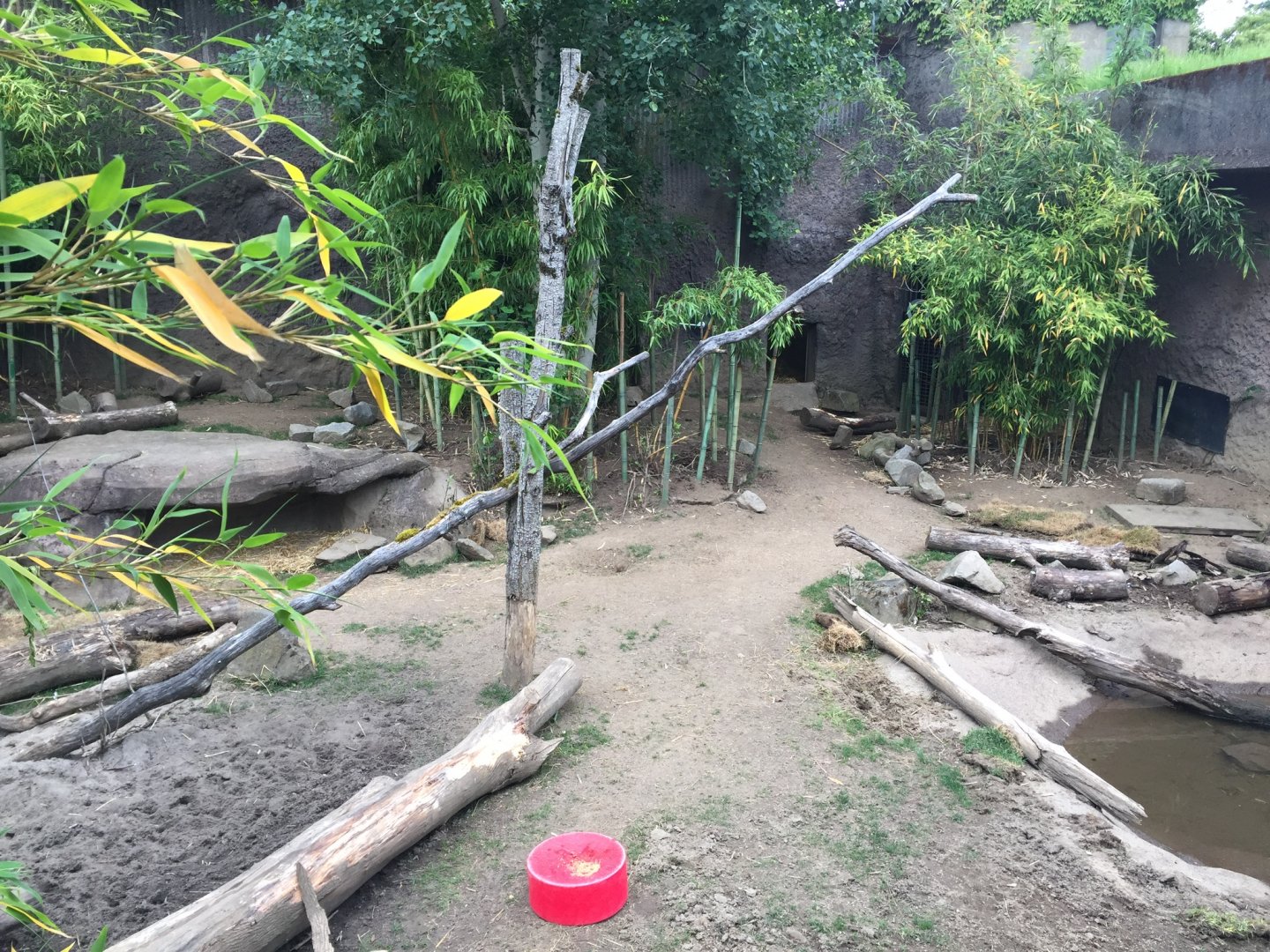 North Sulawesi Babirusa Exhibit