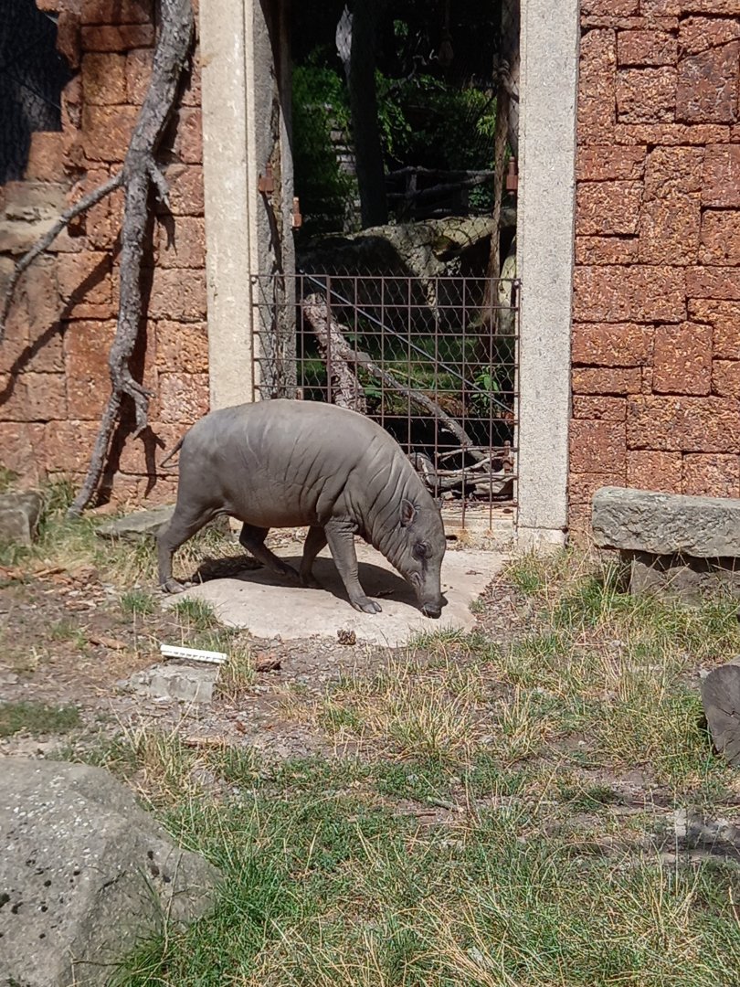 North Sulawesi babirusa - female