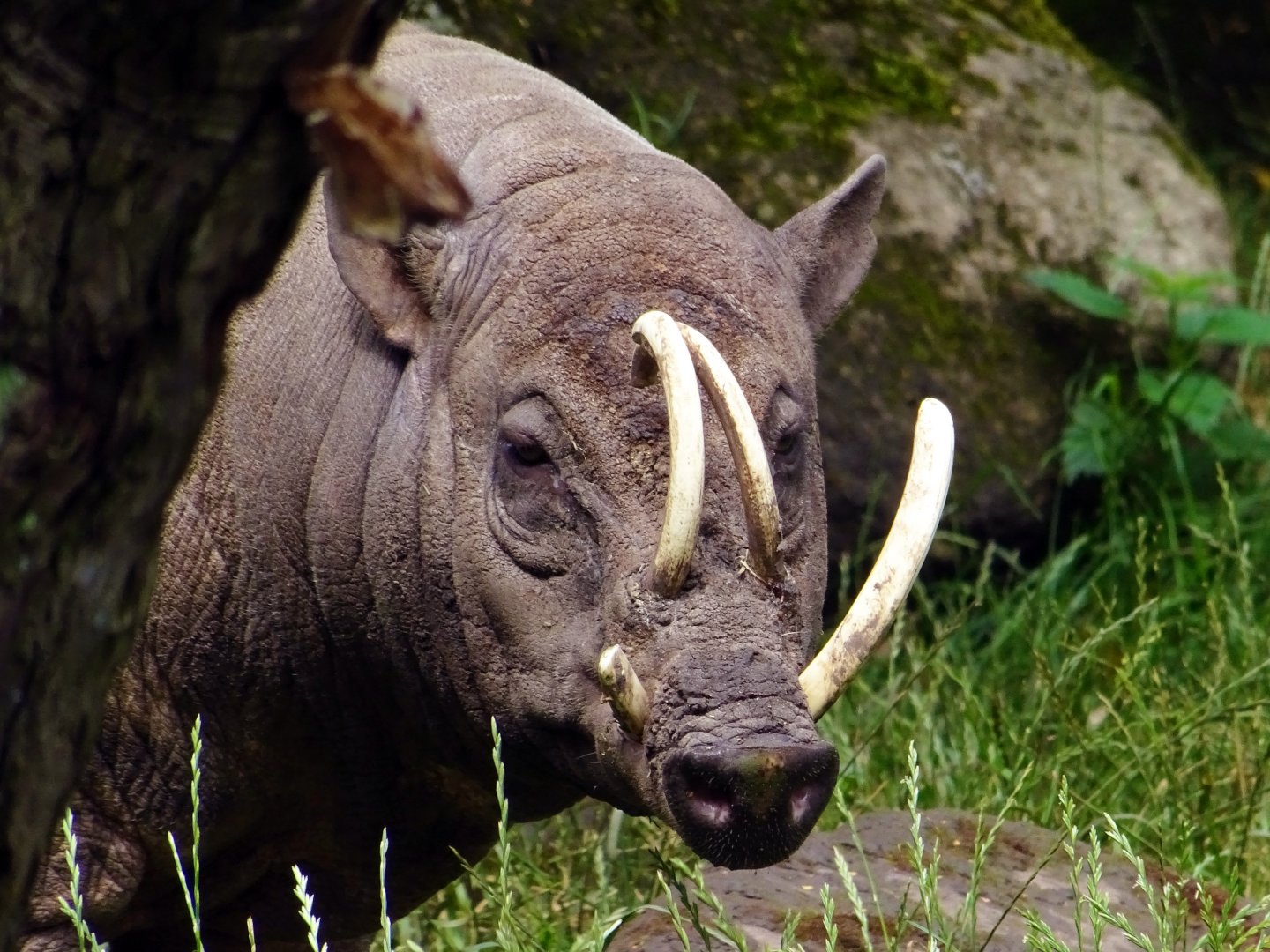 North Sulawesi Babirusa, July 2019