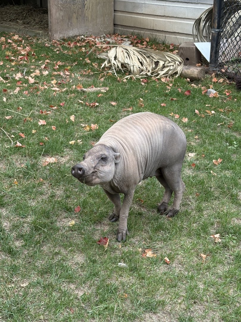 North Sulawesi Babirusa “Olive”