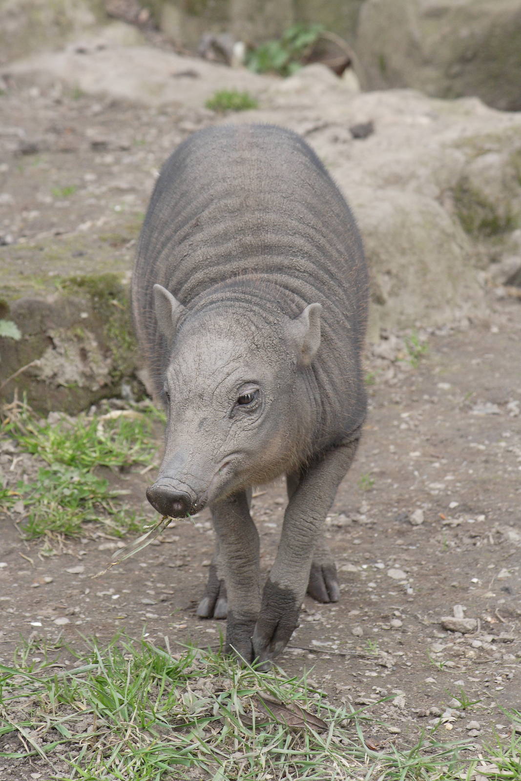North Sulawesi babirusa piglet