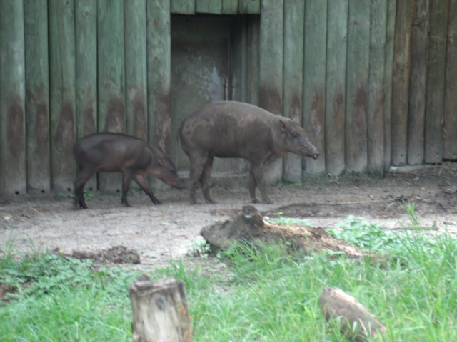 North Sulawesi Babirusa