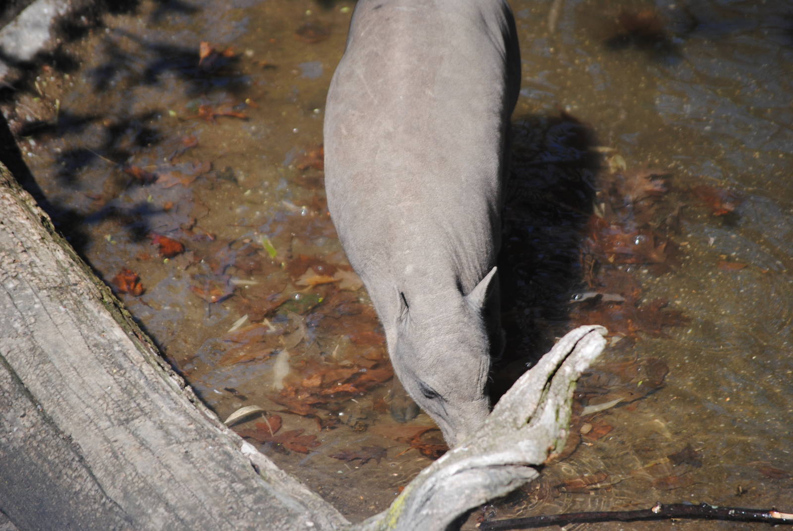 North Sulawesi Babirusa