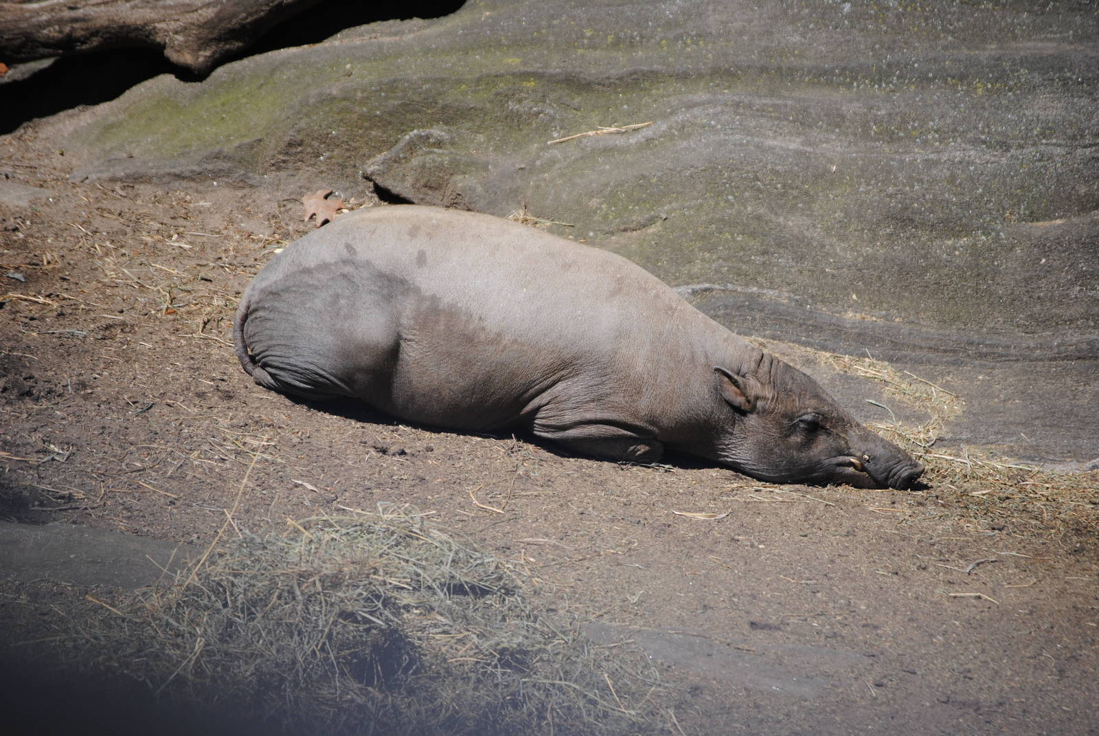 North Sulawesi Babirusa