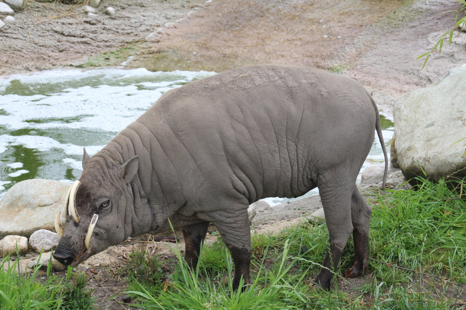 North Sulawesi Babirusa